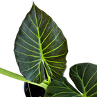 Alocasia Alocasia Regal Shields Médio Pote 4 Planta Natural