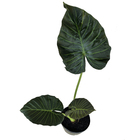 Alocasia Alocasia Regal Shields Médio Pote 4 Planta Natural