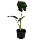 Alocasia Alocasia Regal Shields Médio Pote 4 Planta Natural