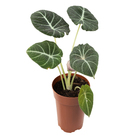 Alocasia Black P12