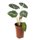 Alocasia Black P12