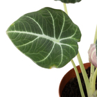 Alocasia Black P12