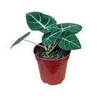 ALOCASIA BLACK P14