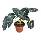 ALOCASIA BLACK P17
