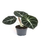 ALOCASIA BLACK P24
