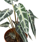 Alocasia Picollini P12
