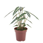 Alocasia Picollini Pt12