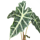Alocasia Polly P12