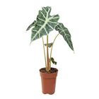 Alocasia Polly P12