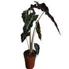 ALOCASIA POLLY P17