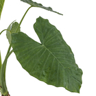 Alocassia  Macrorrhiza Pt60