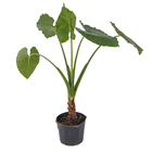 Alocassia  Macrorrhiza Pt60