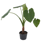 Alocassia  Macrorrhiza Pt60