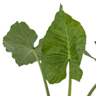 Alocassia  Macrorrhiza Pt60