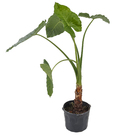 Alocassia  Macrorrhiza Pt60
