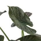 Alocassia Nigra Pt40