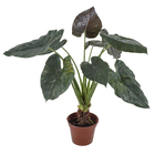 Alocassia Nigra Pt40