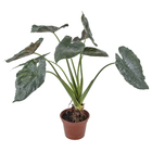 Alocassia Nigra Pt40