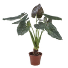 Alocassia Nigra Pt40