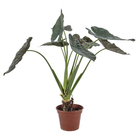 Alocassia Nigra Pt40