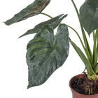 Alocassia Nigra Pt40