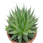 Aloe Aristata