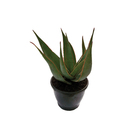 Aloe Aristata Cuia 18