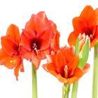 AMARYLLIS SEM POTE BULBO COLOURS PLUS DECORADO