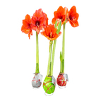 AMARYLLIS SEM POTE BULBO COLOURS PLUS DECORADO