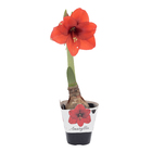 Amaryllis Pote 14