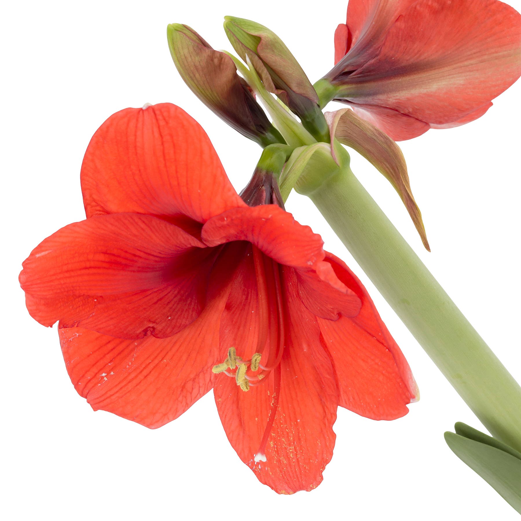 amaryllis コンピ Amaryllis 'Red Lion': Bulbo de Flores Vermelho