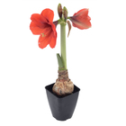 Amaryllis Pote 14