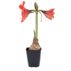 Amaryllis Pote 14