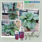 Amino Peixe Garden Fertilizante Para Flores Agrooceânica 1l