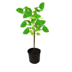 Amora Gigante Pote 23