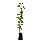 Amora Morus nigra Planta Natural