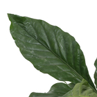 Anthuryum Coriassum Pt40