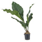 Anthuryum Coriassum Pt40