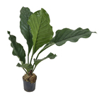 Anthuryum Coriassum Pt40