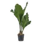 Anthuryum Coriassum Pt40