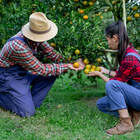 Anti Traça Cartela Jimo Contém 1 Unidade
