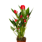 Antúrio Andraeanum Pote 9 Planta Natural