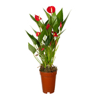 Antúrio Andraeanum Pote 9 Planta Natural