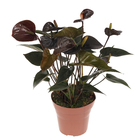 Antúrio Andraeanum Variado Pote 15 Planta Natural