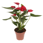 Antúrio Andraeanum Variado Pote 15 Planta Natural