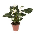 Antúrio Andraeanum Variado Pote 15 Planta Natural