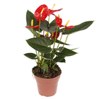 Antúrio Andraeanum Variado Pote 15 Planta Natural