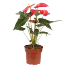 Antúrio Andraeanum Variado Pote 17 Planta Natural