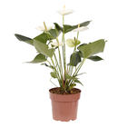 Antúrio Andraeanum Variado Pote 17 Planta Natural