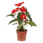 Antúrio Andraeanum Variado Pote 17 Planta Natural
